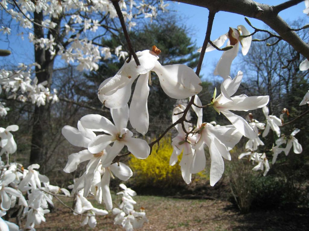 Magnolia in bloom at Laurelwood Arboretum