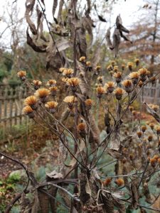 Vernonia Seedheads