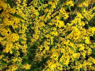 Wreath Goldenrod