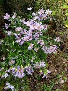 New York aster