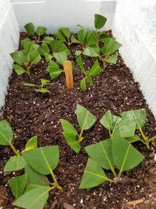 Rhododendron Cuttings in Root Box in Greenhouse