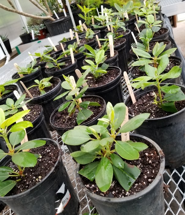 Young Rhododendrons in Greenhouse