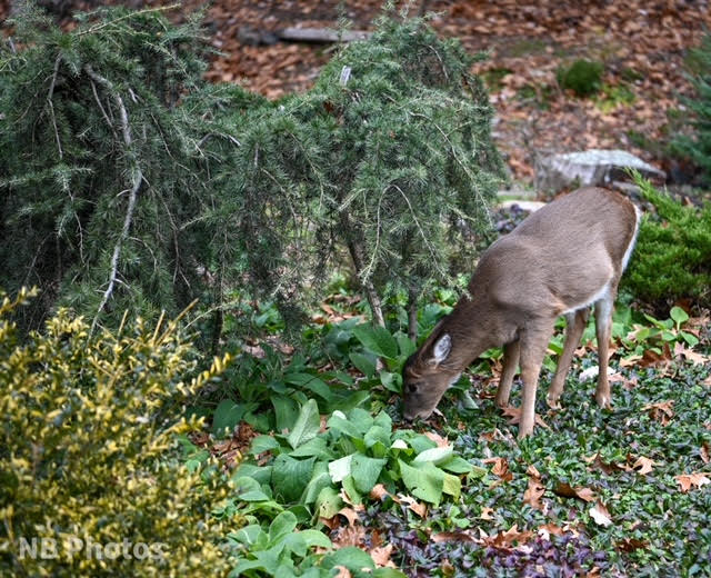 Deer Damage in Arboretum