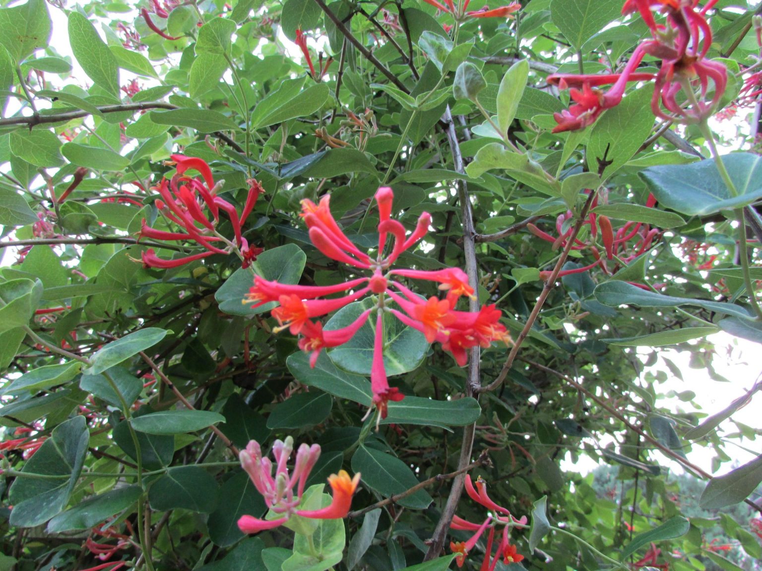 Coral Honeysuckle Blooms Spring To Fall Laurelwoodarboretum Org   Coral Honeysuckle 1536x1152 