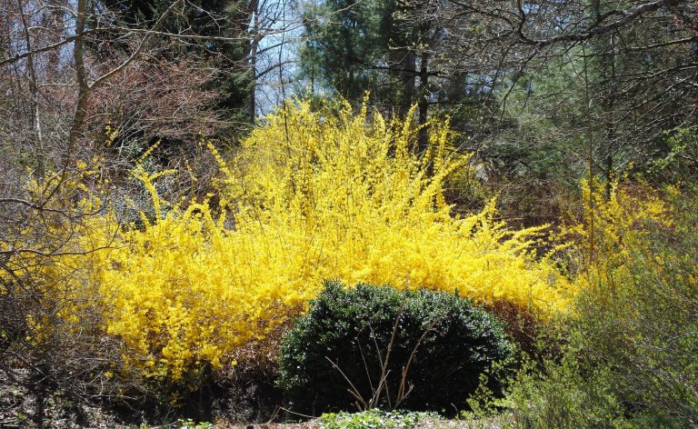 Forsythia