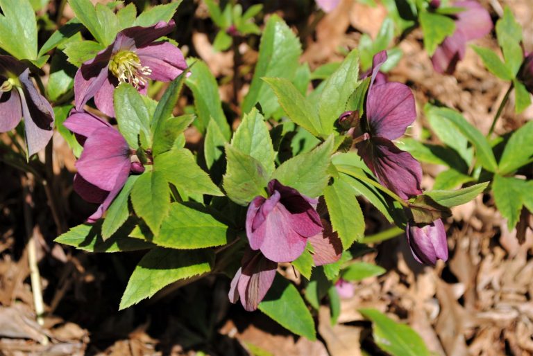 Lenten rose