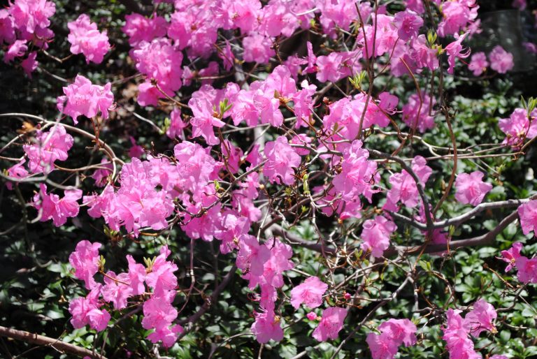 Rhododendron 'Cornell Pink'