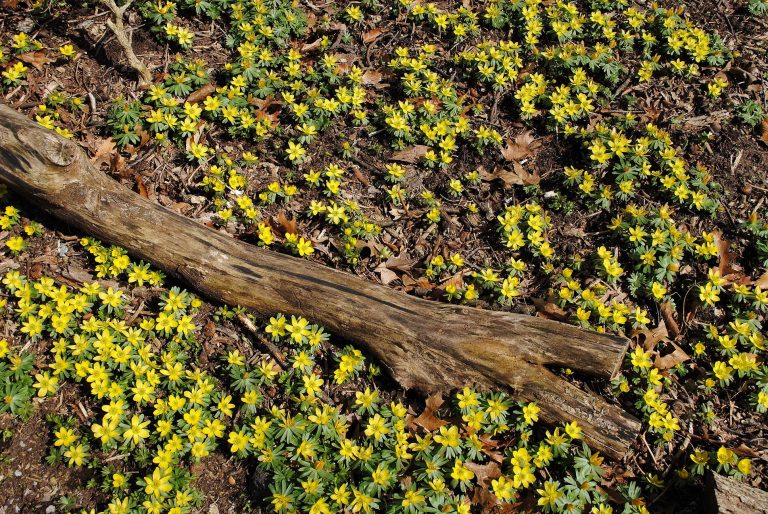 Winter aconite