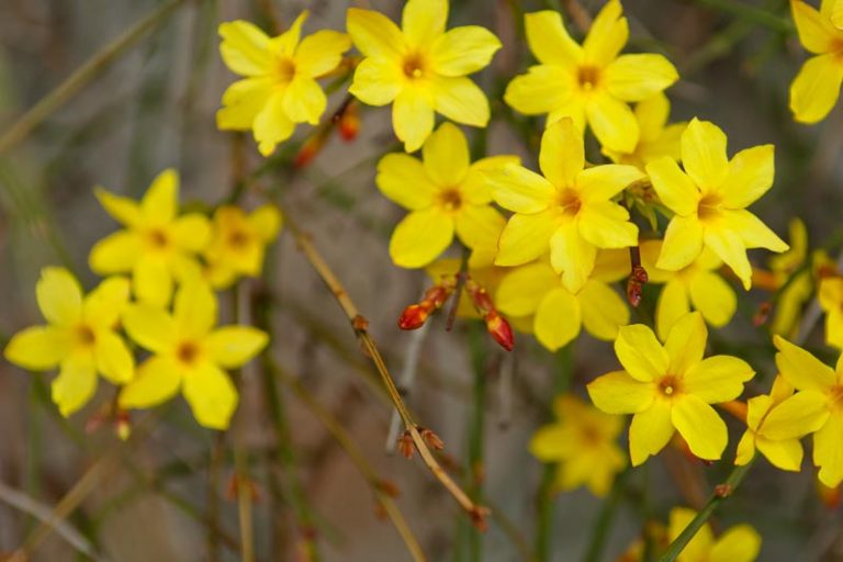 Winter jasmine