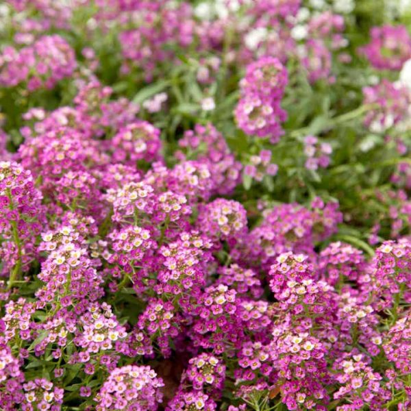 Alyssum - Pink