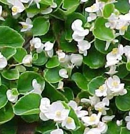 Begonia - Green - White