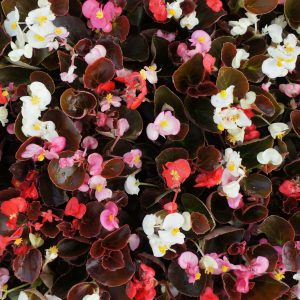 Begonia - Bronze - Mix