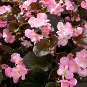 Begonia - Bronze - Pink