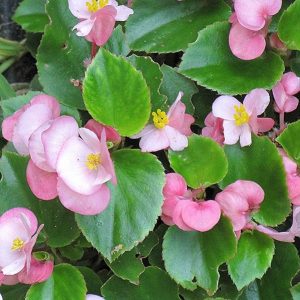 Begonia - Green - Pink