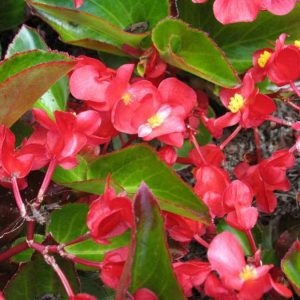 Begonia - Green - Red