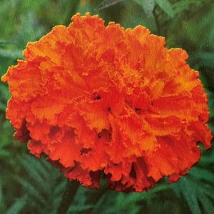 Marigold - Large Orange