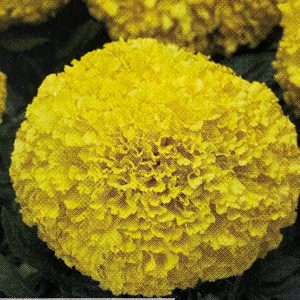 Marigold - Large Yellow