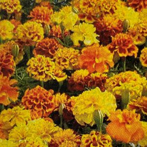 Marigold - Small Mix