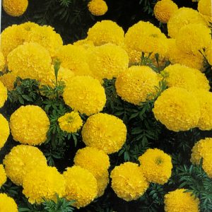 Marigold - Small Yellow