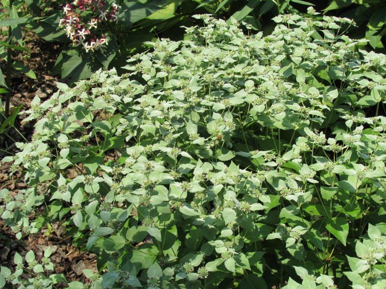 Mountain Mint