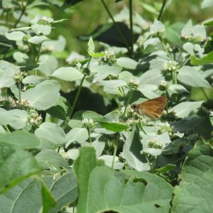 Mountain Mint