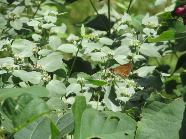 Mountain Mint