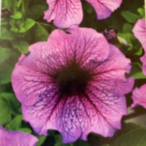 Petunia - Lavender
