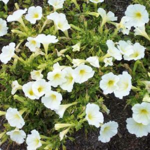 Petunia - White