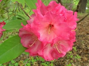 Parker's Pink Rhododendron