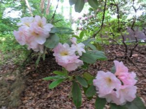 Powder Puff Rhododendron