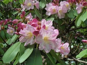 Westbury Rhododendron