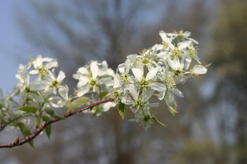 Amelancheir flower