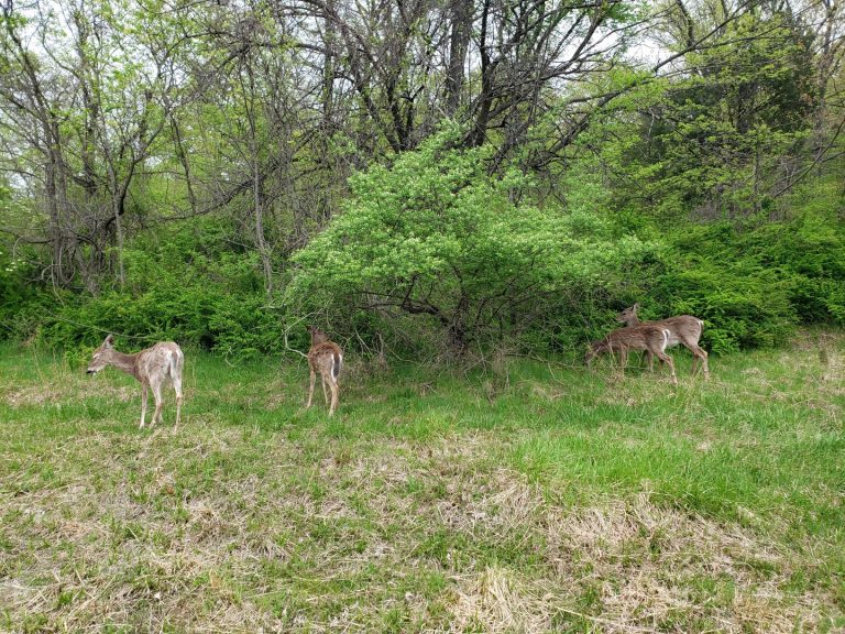 deer destroying forest