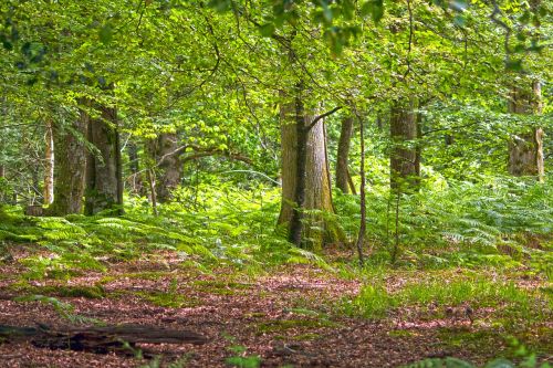 Healthy Forest