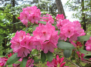 Rhododendron