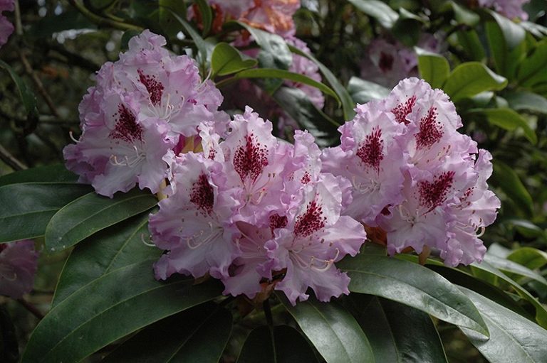 Rhododendron - 'Blue Peter'