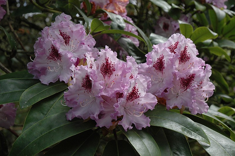 Rhododendron - 'Blue Peter'