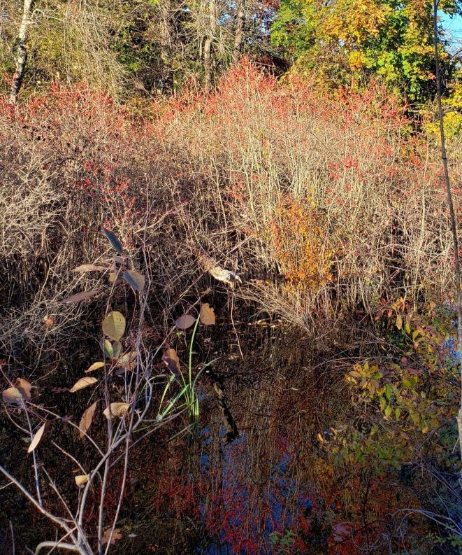 winterberry growing along a pond