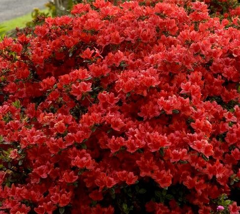 S – Azalea ‘Girard Hot Shot’ – laurelwoodarboretum.org