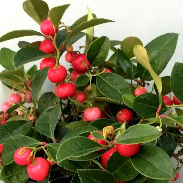 S - Gaultheria procumbens 'Berry Cascade'