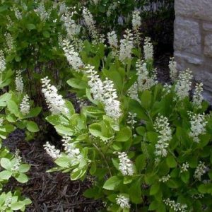 S - Clethra alnifolia 'Hummingbird'