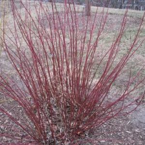 S - Cornus sericea 'Baileyi'