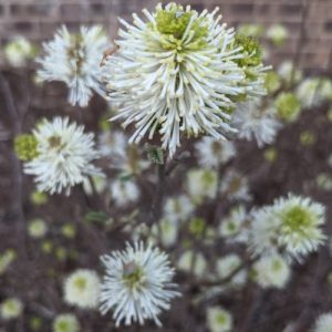 S - Fothergilla 'Mount Airy'