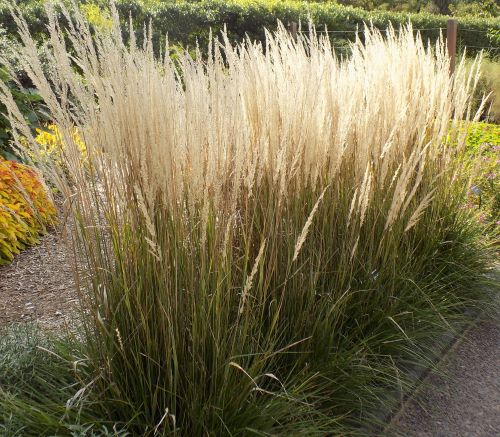 G – Calamagrostis ‘Karl Foerster’ – laurelwoodarboretum.org