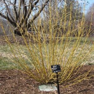 S - Cornus sericea 'Budd's Yellow'