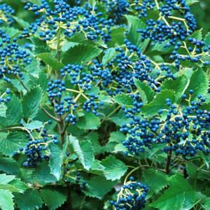 S - Viburnum dentatum 'Blue Muffin'