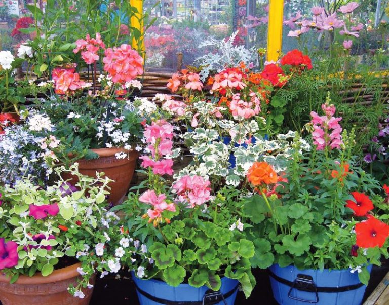 flowering-pot-plants