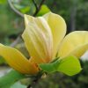 2022 yellow magnolia