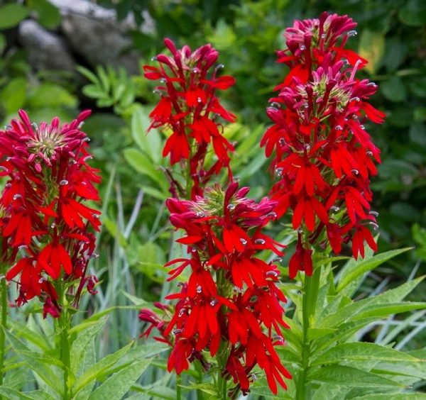 P - Lobelia cardinalis