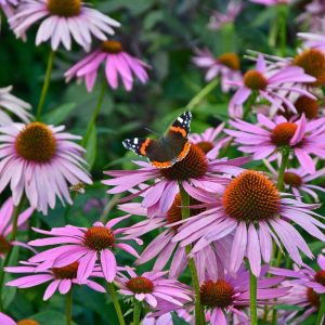 Native Plants